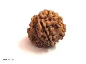 1 Mukhi Gol (Himalaya) Collector