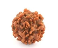 1 Mukhi Gol Nepali (Under Develop) Unique