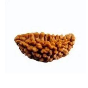 1 Mukhi Kaju (Regular)