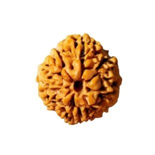 1 Mukhi Nepali Regular