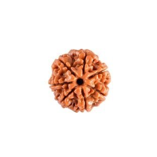 7 MUKHI RUDRAKSHA Premium